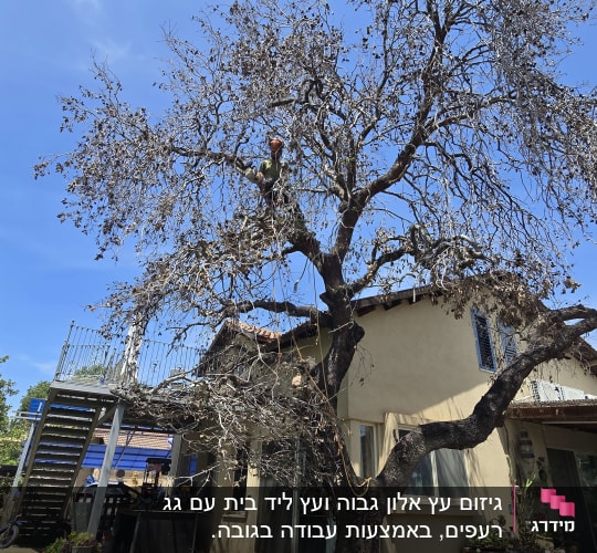 אדם גוזם עץ בחצר בית